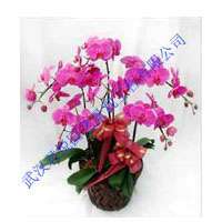 武漢綠植花卉租擺 木本植物產(chǎn)品與苗木種植的完美結合