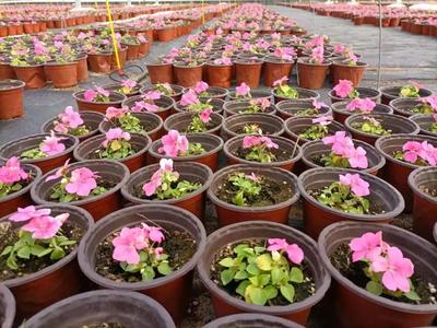 玉灃花卉現代農業產業園 60萬盆鮮花濃情綻放，苗木種植助推產業升級