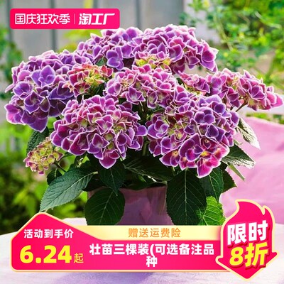 網購花卉，一觸即達 探索綠意盎然的消費新潮流